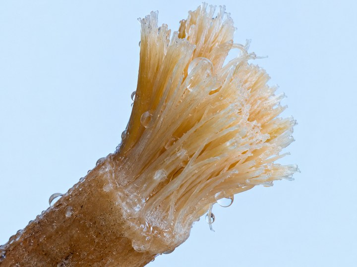 Miswak fibres removing plaque