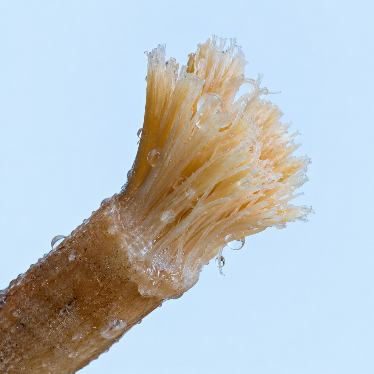 Ancient Miswak Toothbrush 1pc — Pure Living